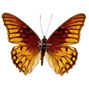 The Mexican silverspot